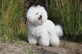 BICHON FRISE 322